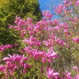 magnolia-susan-2l-styl-ogrod-srodziemnomorski-ogrod-wiejski-ogrod-skalny-ogrod-nowoczesny-ogrod-japonski-producent-szkolka-pnaczy-marek-wedrowski