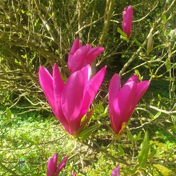 magnolia-susan-2l-styl-ogrod-srodziemnomorski-ogrod-wiejski-ogrod-skalny-ogrod-nowoczesny-ogrod-japonski-nazwa-lacinska-inna
