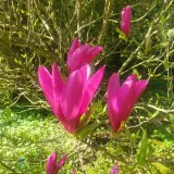 magnolia-susan-2l-styl-ogrod-srodziemnomorski-ogrod-wiejski-ogrod-skalny-ogrod-nowoczesny-ogrod-japonski-nazwa-lacinska-inna