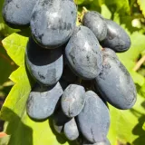 winorosl-kodrianka-2l-rodzaj-rosliny-winorosl