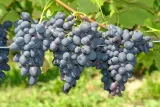 winorosl-kodrianka-2l-stan-nowy