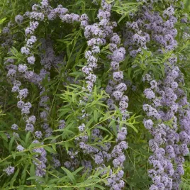 budleja-skretolistna-2l