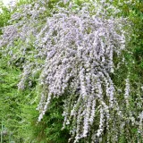 budleja-skretolistna-2l-rodzaj-rosliny-inny