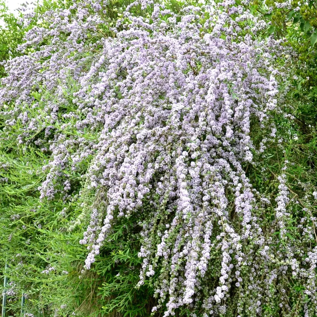 budleja-skretolistna-2l