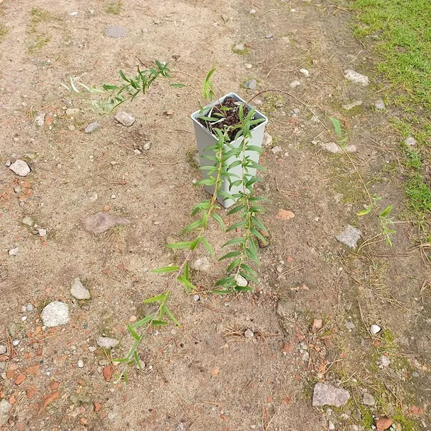 budleja-skretolistna-2l-styl-ogrod-srodziemnomorski-ogrod-wiejski-ogrod-skalny-ogrod-nowoczesny-ogrod-japonski