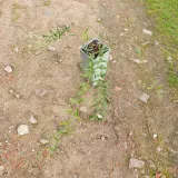 budleja-skretolistna-2l-styl-ogrod-srodziemnomorski-ogrod-wiejski-ogrod-skalny-ogrod-nowoczesny-ogrod-japonski