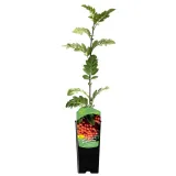 jarzab-krasavica-2l-styl-ogrod-srodziemnomorski-ogrod-wiejski-ogrod-skalny-ogrod-nowoczesny-ogrod-japonski