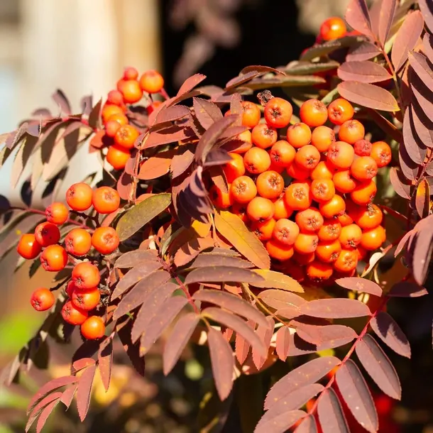 jarzab-krasavica-2l-rodzaj-rosliny-inny