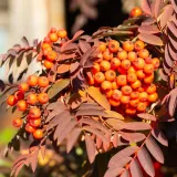 jarzab-krasavica-2l-rodzaj-rosliny-inny