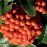 jarzab-krasavica-2l-stan-nowy