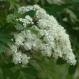 jarzab-krasavica-2l-producent-szkolka-pnaczy-marek-wedrowski