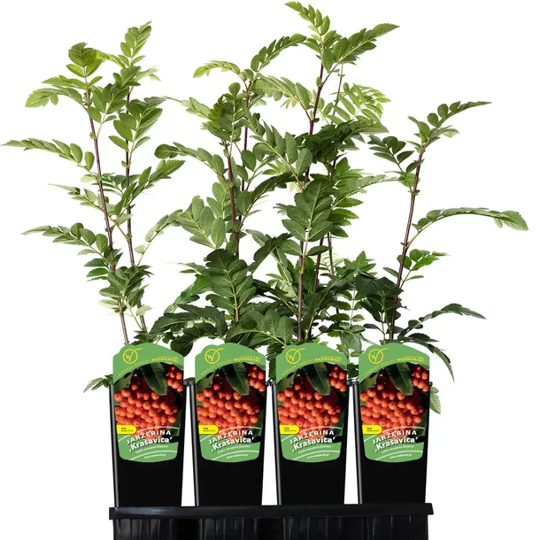 jarzab-krasavica-2l-nazwa-lacinska-inna