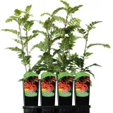 jarzab-krasavica-2l-nazwa-lacinska-inna