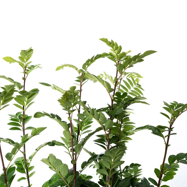 jarzab-krasavica-2l-styl-ogrod-srodziemnomorski-ogrod-wiejski-ogrod-skalny-ogrod-nowoczesny-ogrod-japonski-rodzaj-rosliny-inny