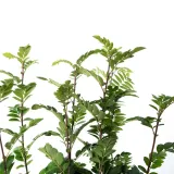 jarzab-krasavica-2l-styl-ogrod-srodziemnomorski-ogrod-wiejski-ogrod-skalny-ogrod-nowoczesny-ogrod-japonski-rodzaj-rosliny-inny