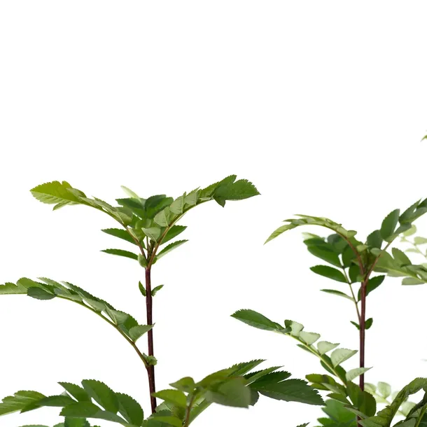 jarzab-krasavica-2l-styl-ogrod-srodziemnomorski-ogrod-wiejski-ogrod-skalny-ogrod-nowoczesny-ogrod-japonski-stan-nowy