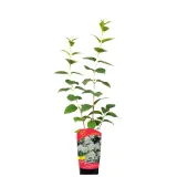 jasminowiec-rosace-1l-rodzaj-rosliny-inny