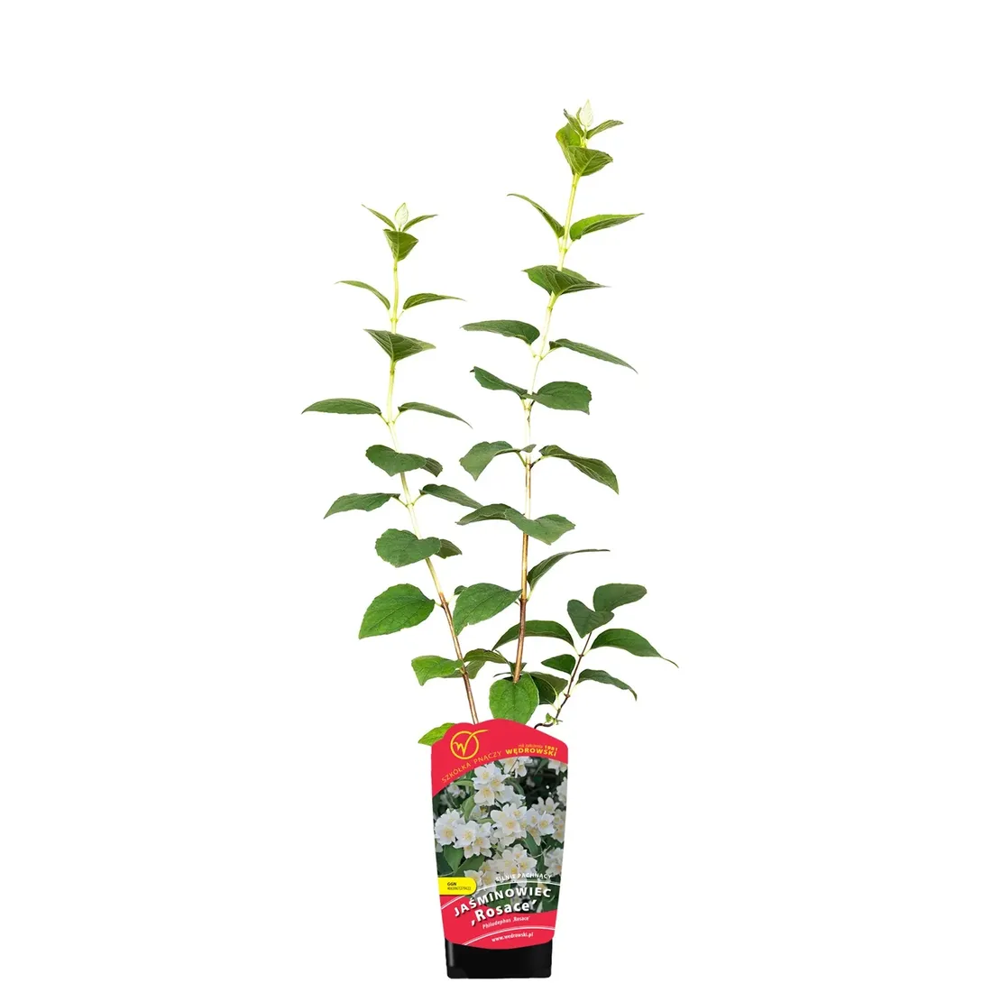 jasminowiec-rosace-1l