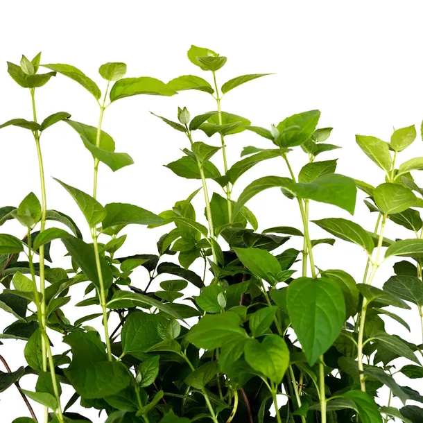 jasminowiec-rosace-1l-nazwa-lacinska-inna