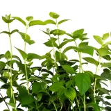 jasminowiec-rosace-1l-nazwa-lacinska-inna