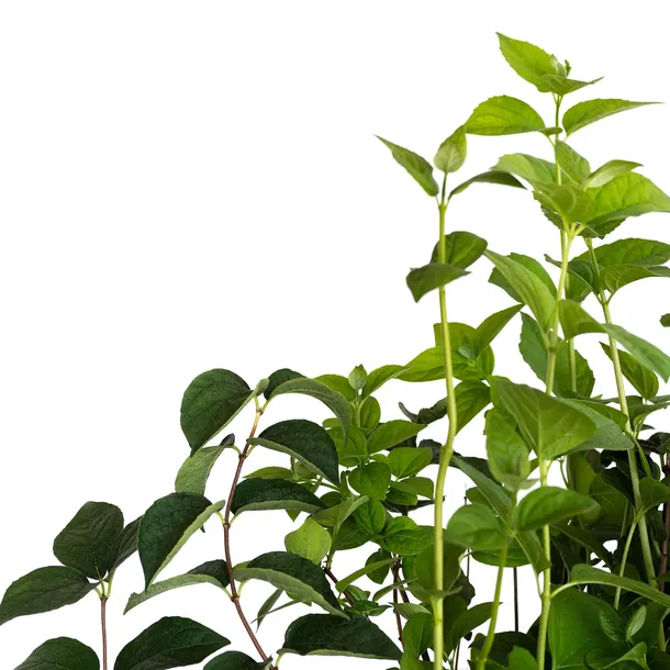 jasminowiec-rosace-1l-rodzaj-rosliny-inny-styl-ogrod-srodziemnomorski-ogrod-wiejski-ogrod-skalny-ogrod-nowoczesny-ogrod-japonski