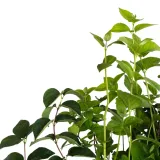 jasminowiec-rosace-1l-rodzaj-rosliny-inny-styl-ogrod-srodziemnomorski-ogrod-wiejski-ogrod-skalny-ogrod-nowoczesny-ogrod-japonski