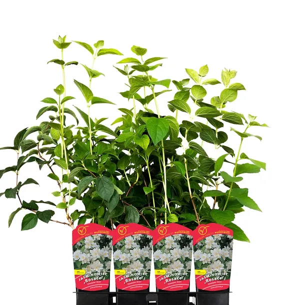 jasminowiec-rosace-1l-rodzaj-rosliny-inny-stan-nowy
