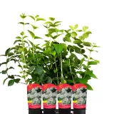 jasminowiec-rosace-1l-rodzaj-rosliny-inny-stan-nowy