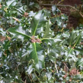 ostrokrzew-meservy-blue-prince-meski-1l