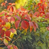 winobluszcz-redwal-troki-2l