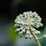 winobluszcz-redwal-troki-2l-styl-ogrod-srodziemnomorski-ogrod-wiejski-ogrod-skalny-ogrod-nowoczesny-ogrod-japonski