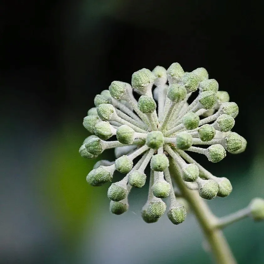 winobluszcz-redwal-troki-2l