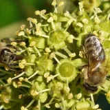 winobluszcz-redwal-troki-2l-stan-nowy