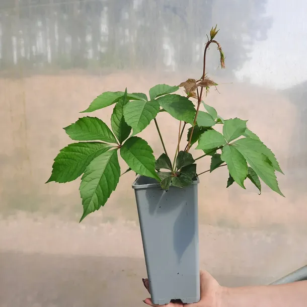 winobluszcz-redwal-troki-2l-producent-szkolka-pnaczy-marek-wedrowski