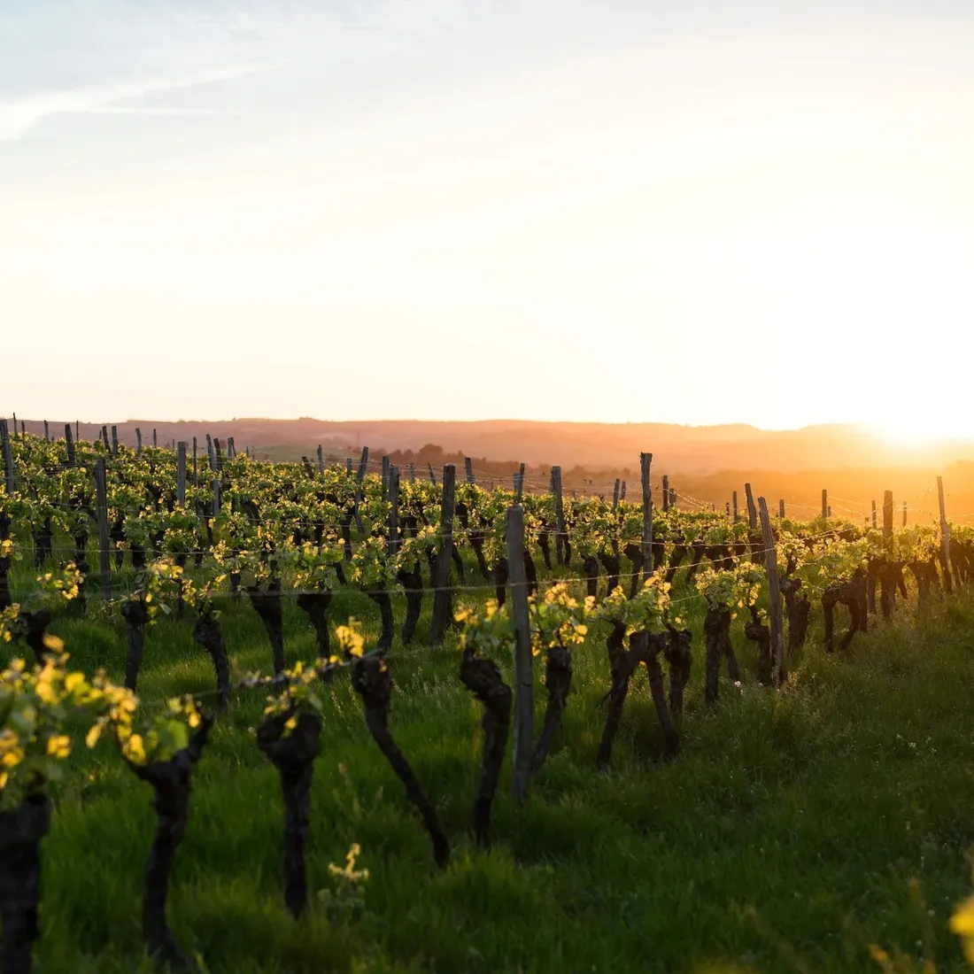 winorosl-seyval-blanc-2l