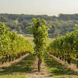 winorosl-seyval-blanc-2l-producent-szkolka-pnaczy-marek-wedrowski