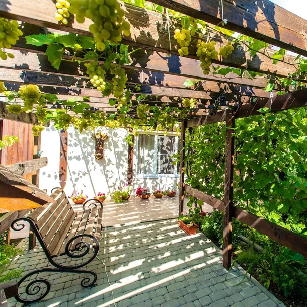 winorosl-seyval-blanc-2l-nazwa-lacinska-vitis-vinifera