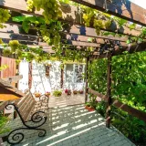 winorosl-seyval-blanc-2l-nazwa-lacinska-vitis-vinifera