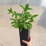 budleja-dawida-butterfly-candy-r-little-ruby-pbr-2l-rodzaj-rosliny-inny