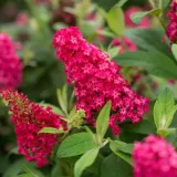 budleja-dawida-butterfly-candy-r-little-ruby-pbr-2l-styl-ogrod-srodziemnomorski-ogrod-wiejski-ogrod-skalny-ogrod-nowoczesny-ogrod-japonski