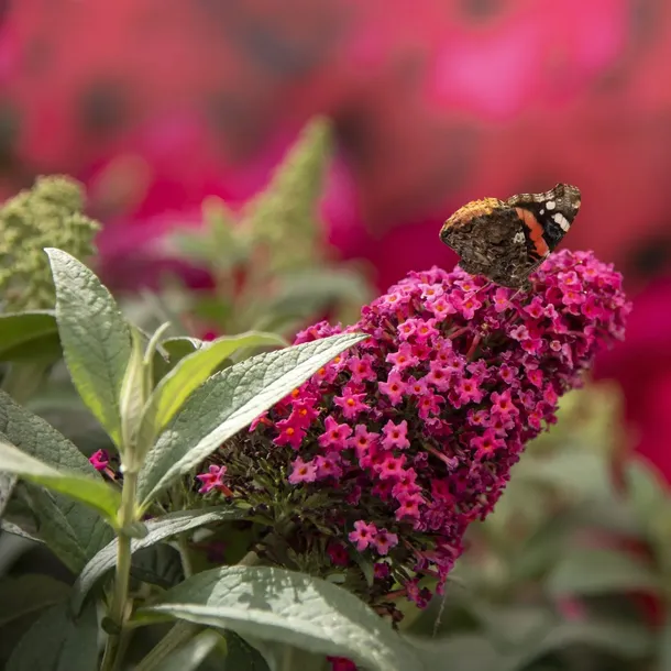 budleja-dawida-butterfly-candy-r-little-ruby-pbr-2l-stan-nowy