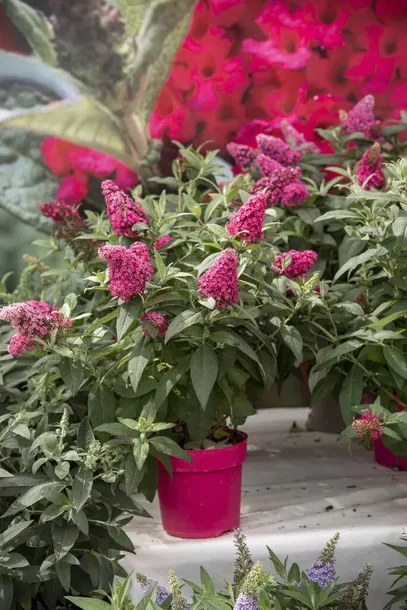 budleja-dawida-butterfly-candy-r-little-ruby-pbr-2l-producent-szkolka-pnaczy-marek-wedrowski