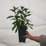 budleja-dawida-butterfly-candy-r-little-ruby-pbr-2l-nazwa-lacinska-buddleja-davidii