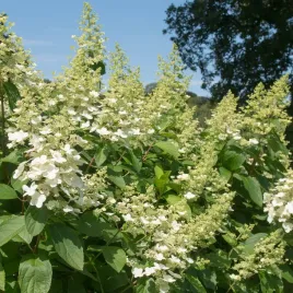 hortensja-bukietowa-tardiva-2l