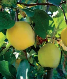 pigwa-leskovac-pospolita-2l