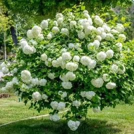 kalina-koralowa-roseum-2l