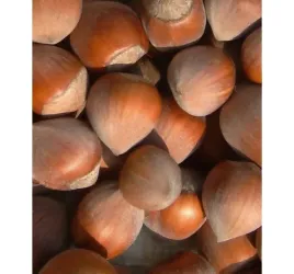 orzech-laskowy-barbakan-wielkoowocowy-2l