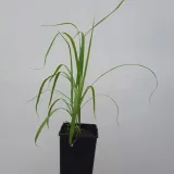 miskant-chinski-memory-2l-producent-szkolka-pnaczy-marek-wedrowski