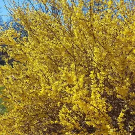 forsycja-posrednia-goldzauber-2l