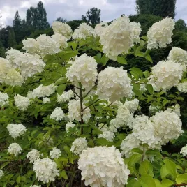 hortensja-bukietowa-biala-2l